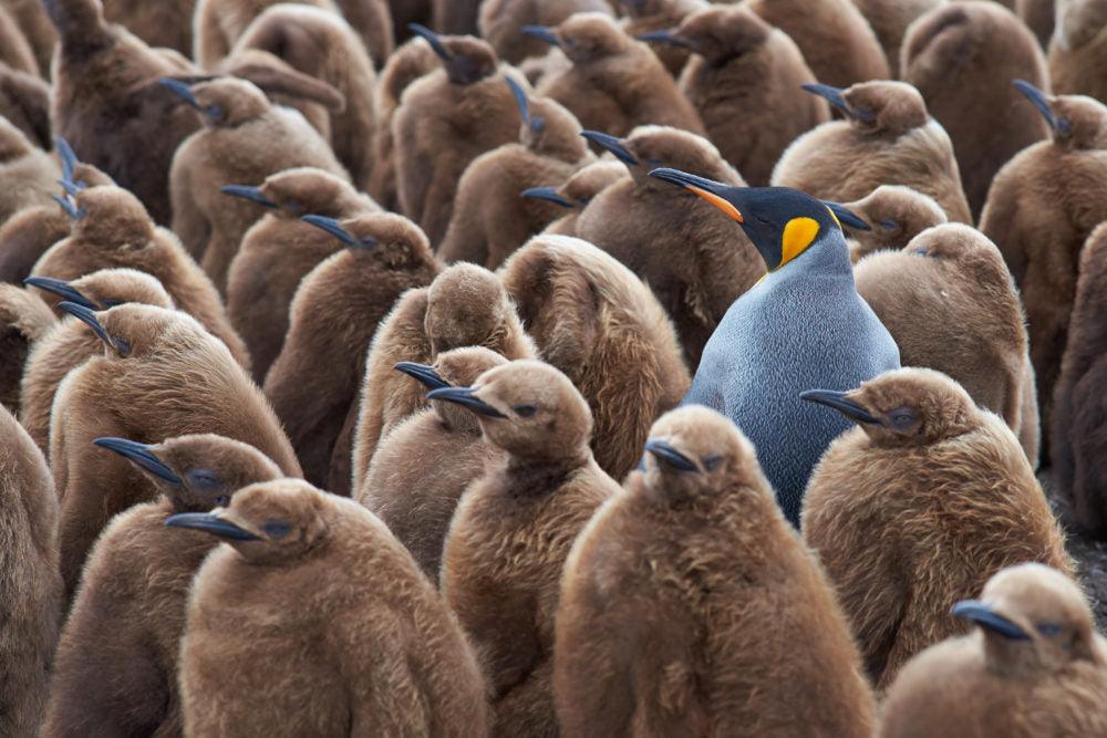 An ableist society: a group of King Penguins look in one direction. They are all brown with black beaks, except for one penguin that stands out, different from the rest: it is blue. 