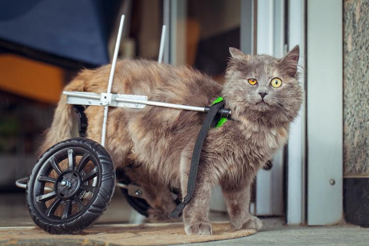 Inspirational disabled kittens: a fluffy, golden brown cat stares at camera. It s hind legs are paralyzed, and it is in a wheelchair for animals. It has piercing yellow eyes. The cat takes up most of the shot, but there is a doorway in the background.