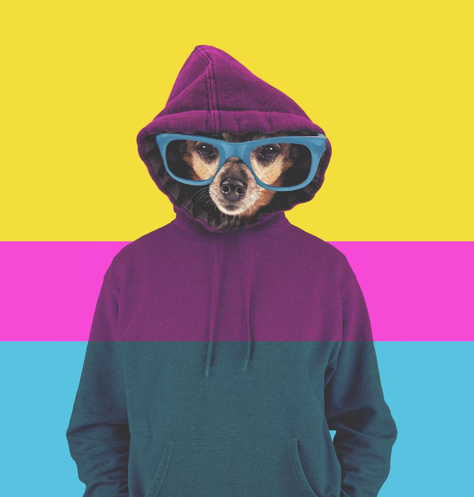 Shot of a cute chihuahua with glasses and a hoodie on isolated neon background. Photo for article: can my dog tell if I am stressed?