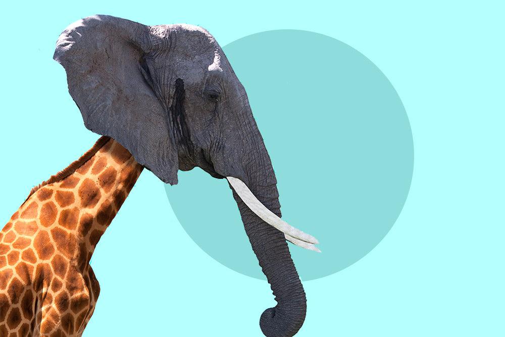 Photo for article on common myths about mental illness in the workplace. Graphic photo collage of an elephant's head on a giraffe's body on a pale blue background.
