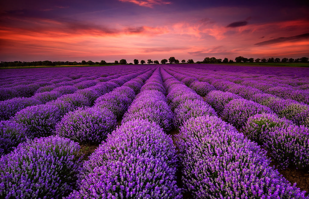 What to do when your partner dies: a field of lavender at dusk evoking calm.