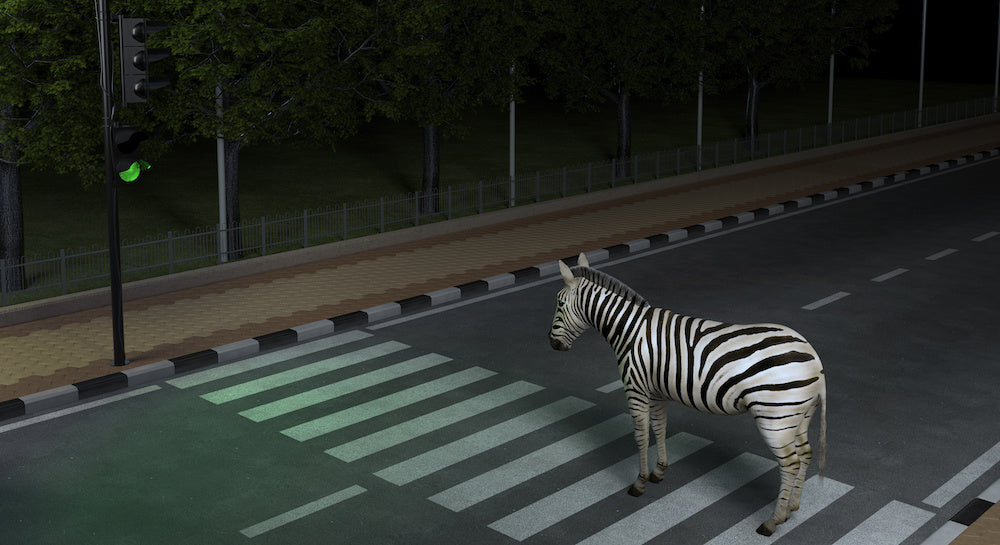A zebra is crossing a zebra crossing at night. Zebra is the symbol of ehlers-danlos syndrome EDS.